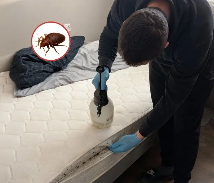 Technicien traitant un matelas contre les punaises de lit à Arcueil